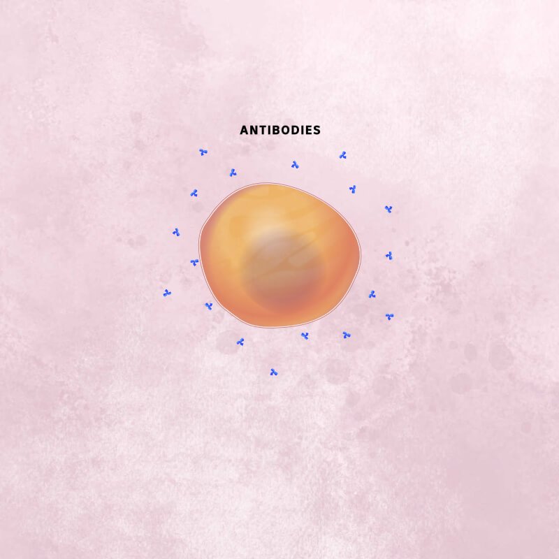 An orange B cell releases small blue antibodies shaped like tripods.