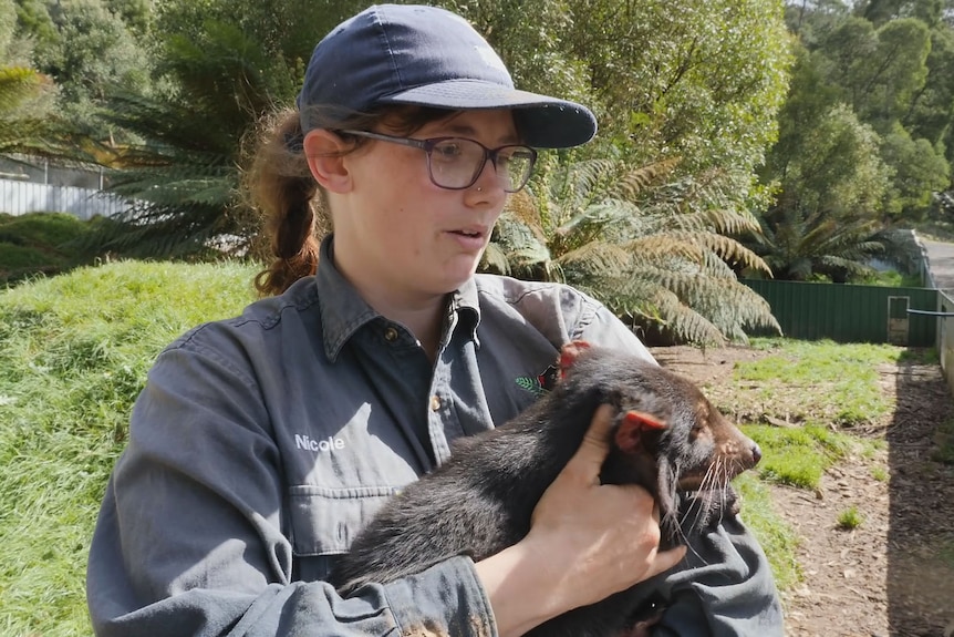 A woman in work shirt and cap holding a Tasmanian devil in her arms.