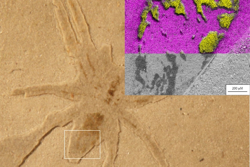Un fósil de araña identificado en una roca de color marrón oscuro.  El cuadro interior muestra depósitos de azufre en su estómago.