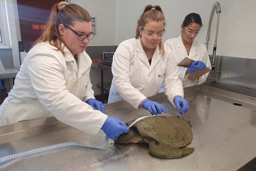 A group of students dissecting a turtle