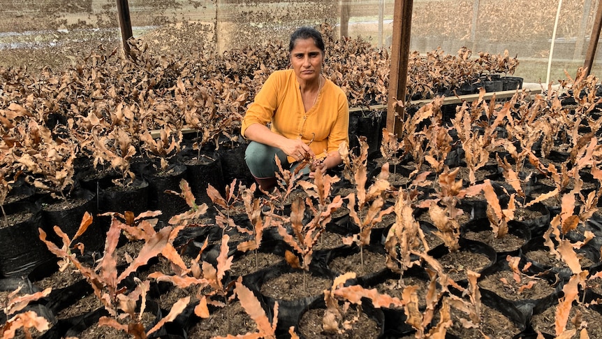 A woman in a yellow shirt crouches in a macadamia nursery filled with dead brown trees.
