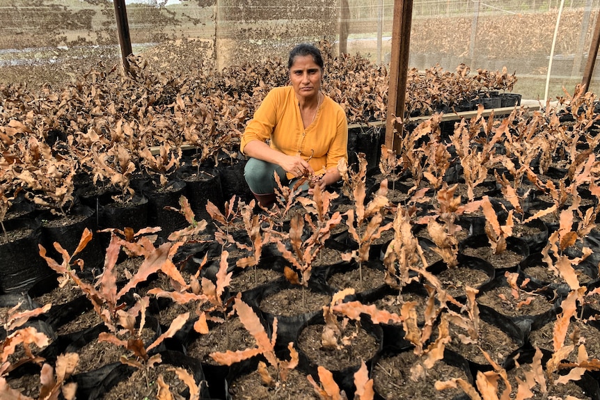 A woman in a yellow shirt crouches in a macadamia nursery filled with dead brown trees.