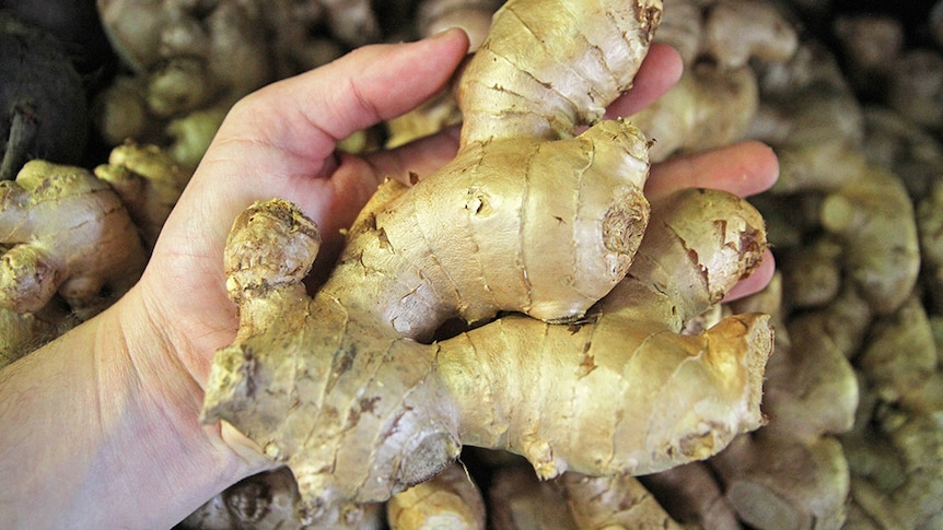 A hand holds a piece of ginger root