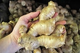 A hand holds a piece of ginger root
