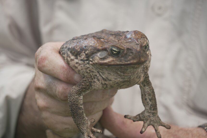 A hand holding a large cane toad.