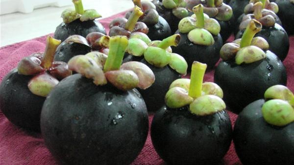 Freshly picked mangosteens