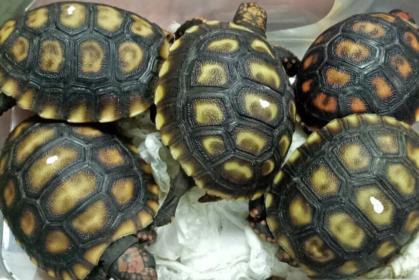 The backs of turtles seized at Manila airport.
