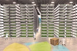 Graphic of multi-tiered trays of vegetables under artificial lighting.