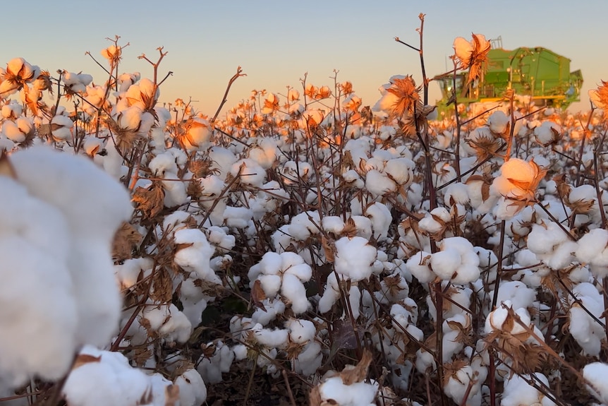 Australian cotton growers on cusp of largest crop on record, worth