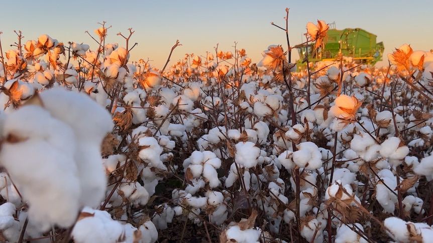 White cotton on the ground