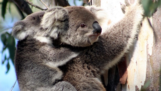 A koala and baby in a tree