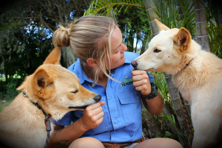 A girl in a blue shirt sits in between two dingos that are eating out of her hands.