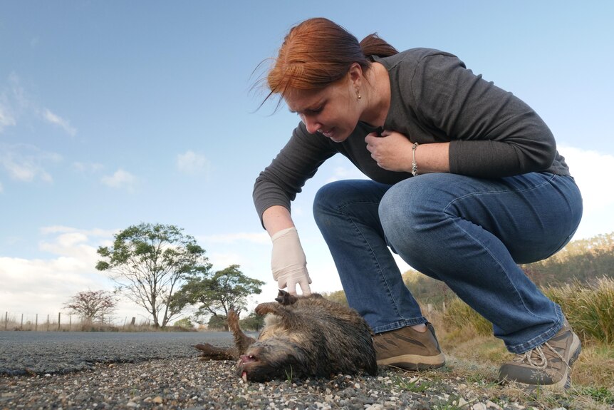 A woman wincing as she holds open the pouch of a dead wallaby on a road and looks inside.