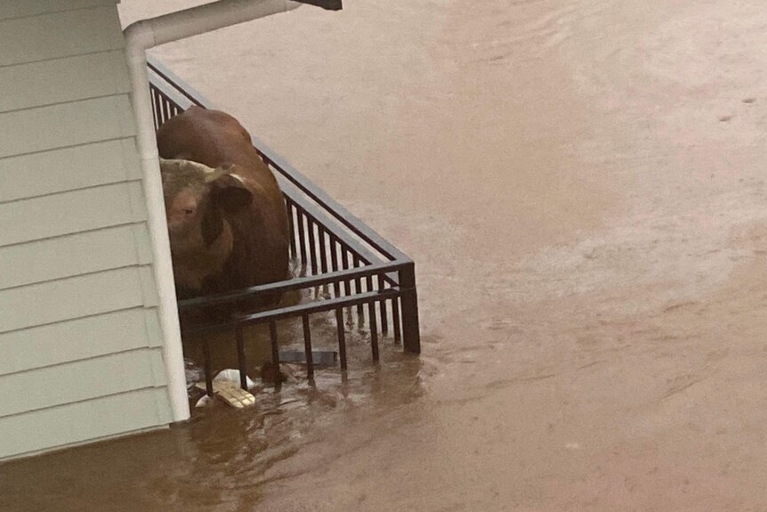 Brown cow on a residential balcony engulfed by brown flood waters