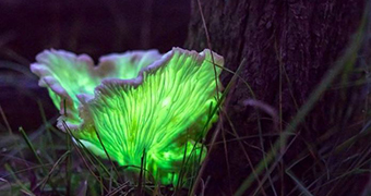 A brightly shining green light is being emitted by a small fungus, at the base of a tree trunk.