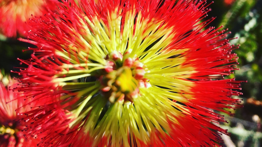 A close-up of a yellow and red bottlebrush flower.