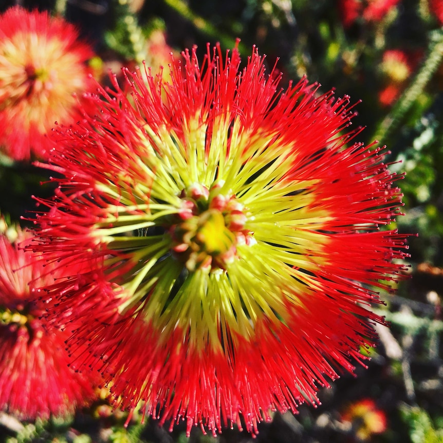 A close-up of a yellow and red bottlebrush flower.