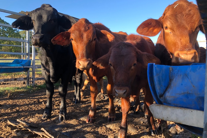 Cattle standing on a tyre mat.