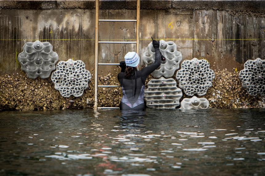 From the waterline, you view a woman in a wetsuit tightening screws into a hexagonical seawall tile.