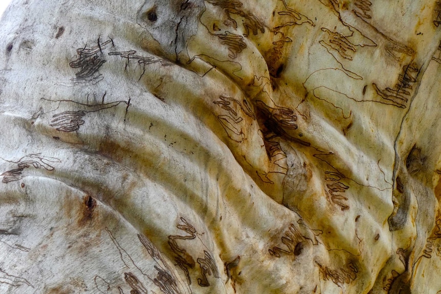 Bark on a tree in the Snowy Mountains