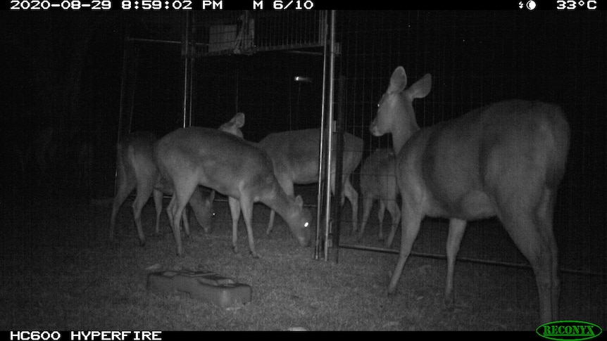 CCTV camera captures pack of deers sniffing around steel trap. 