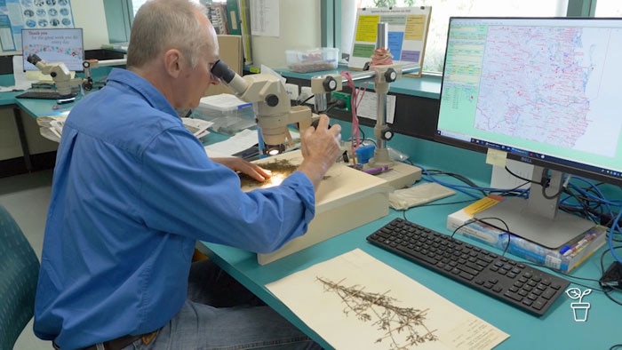 Man looking at plant material through microscope