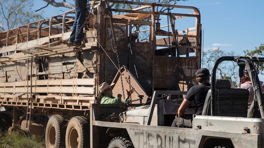 Buffalo are loaded onto a truck.