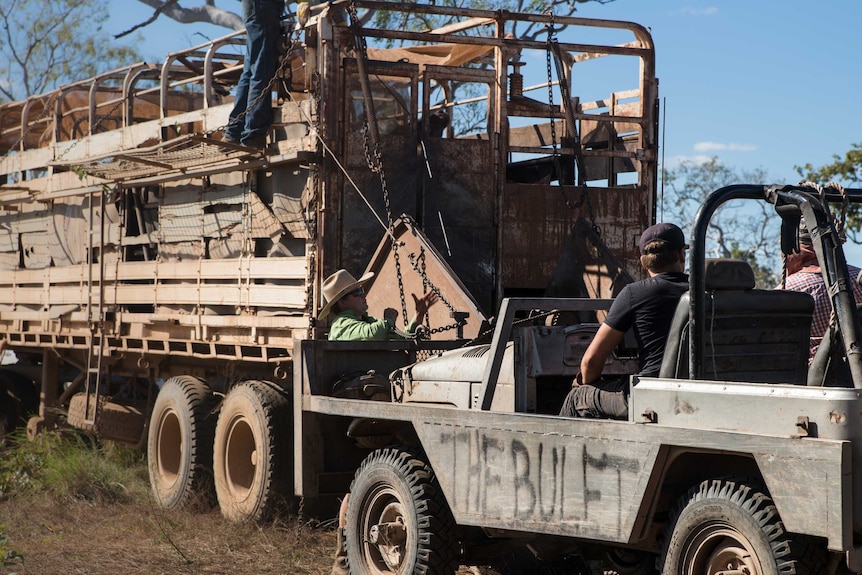 Buffalo are loaded onto a truck.