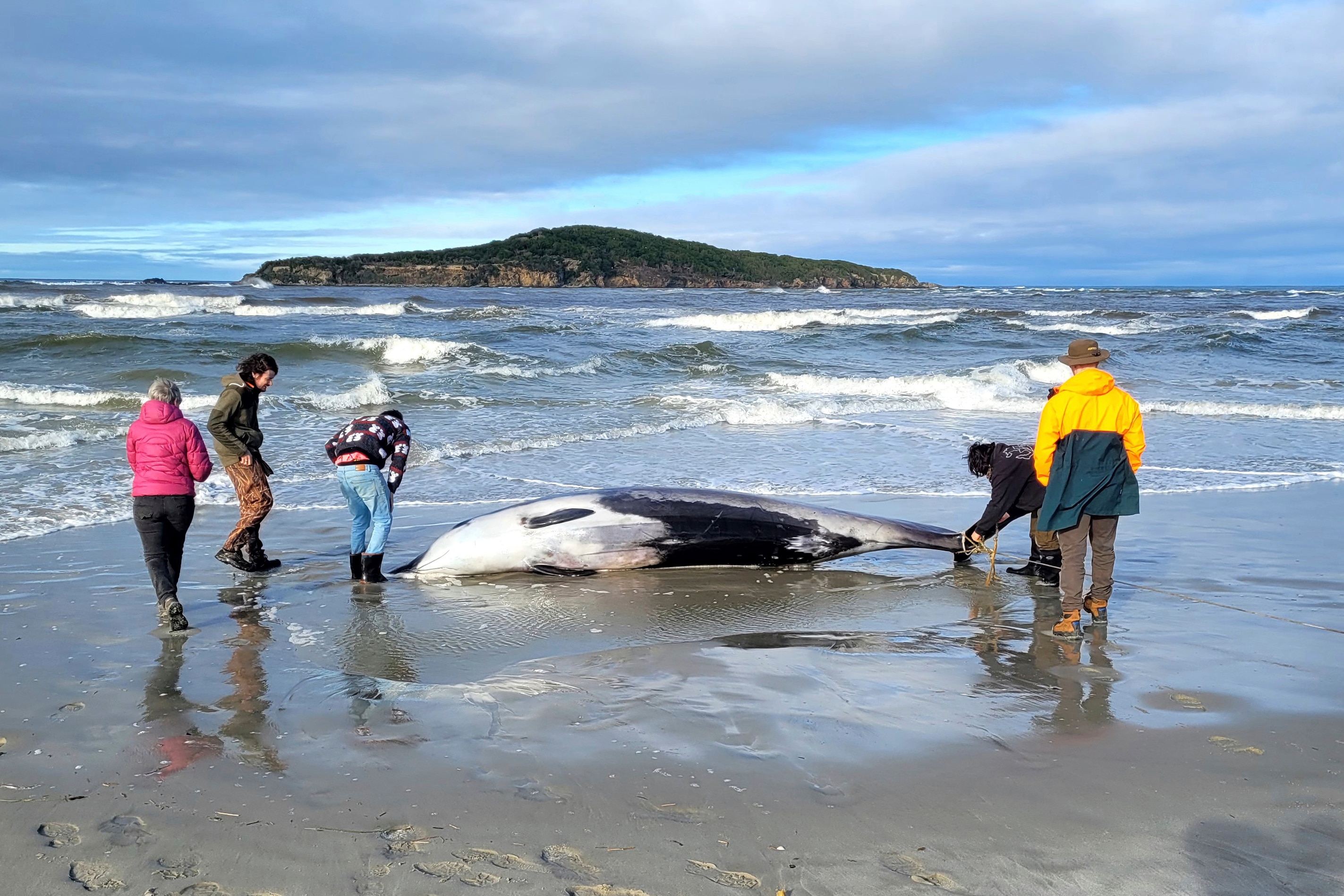 Rare Spade-toothed Whale Washes Ashore On New Zealand Beach In ...