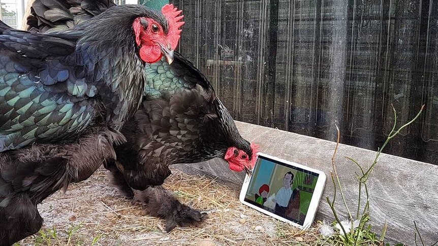 Chickens look at computer screen