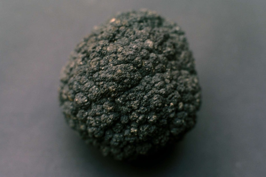 An image of a rock that looks like a potato placed against a grey background.