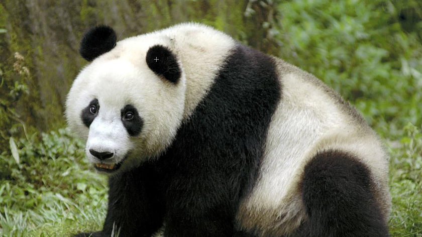 Headed for Adelaide: Wang Wang the giant panda.