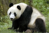 Wang Wang the male giant panda