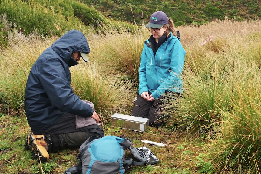 Two scientists kneel in the grass with a small trap.