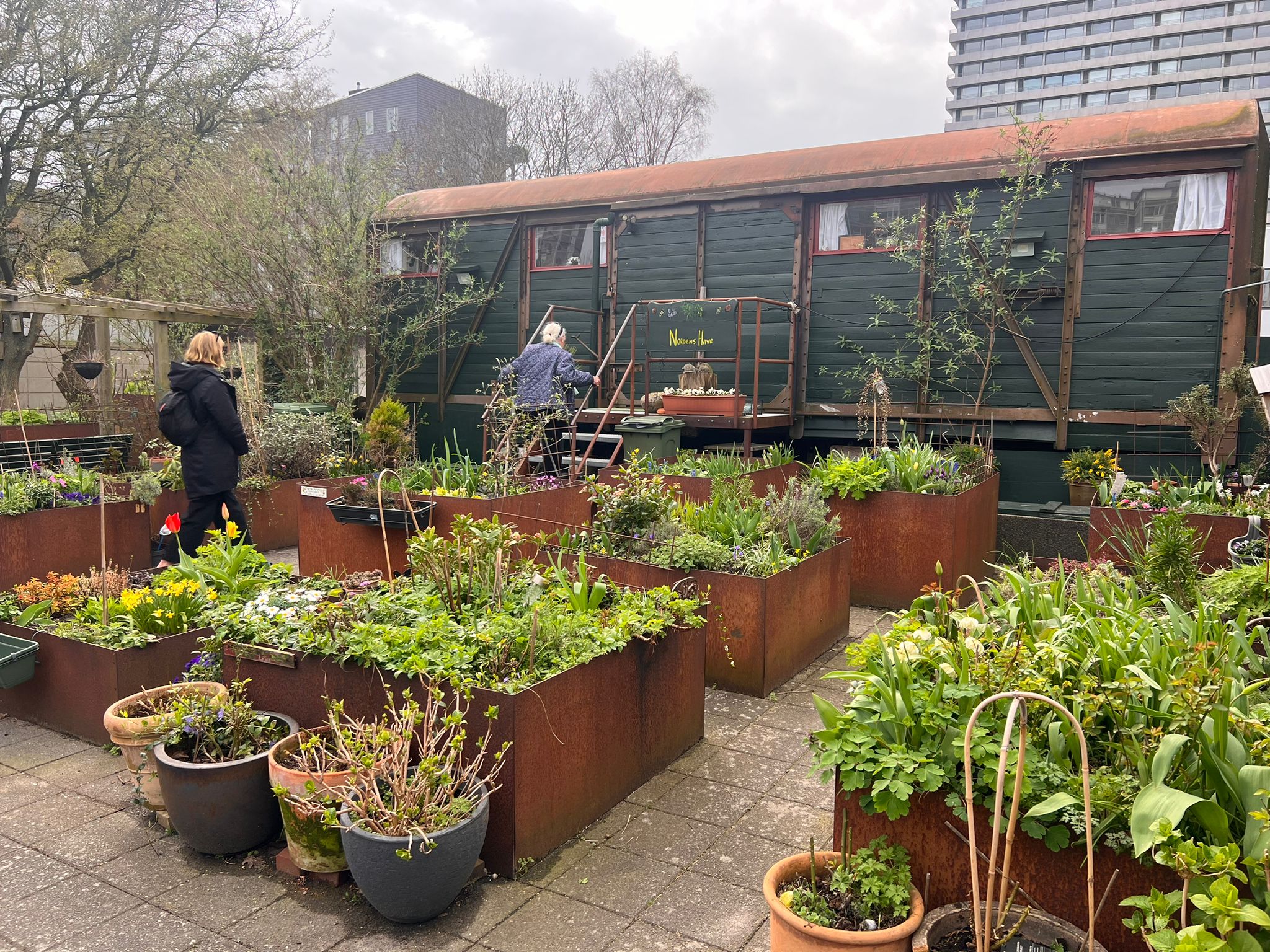 Los inquilinos de una vivienda cooperativa en Dinamarca tienden a su jardín compartido. 