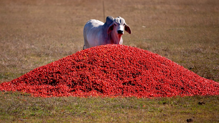 Cow enjoys surplus tomatoes