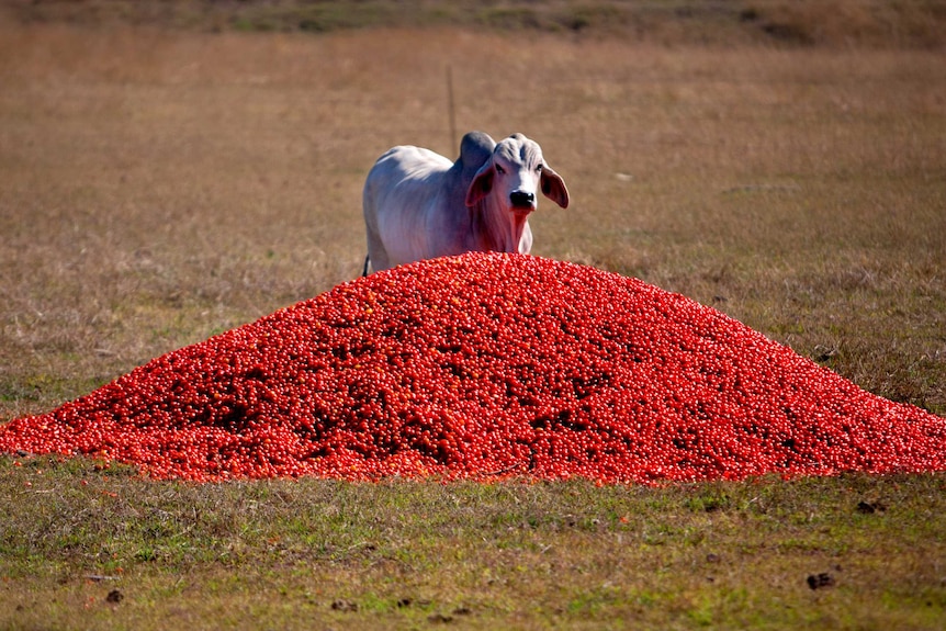 Cow enjoys surplus tomatoes