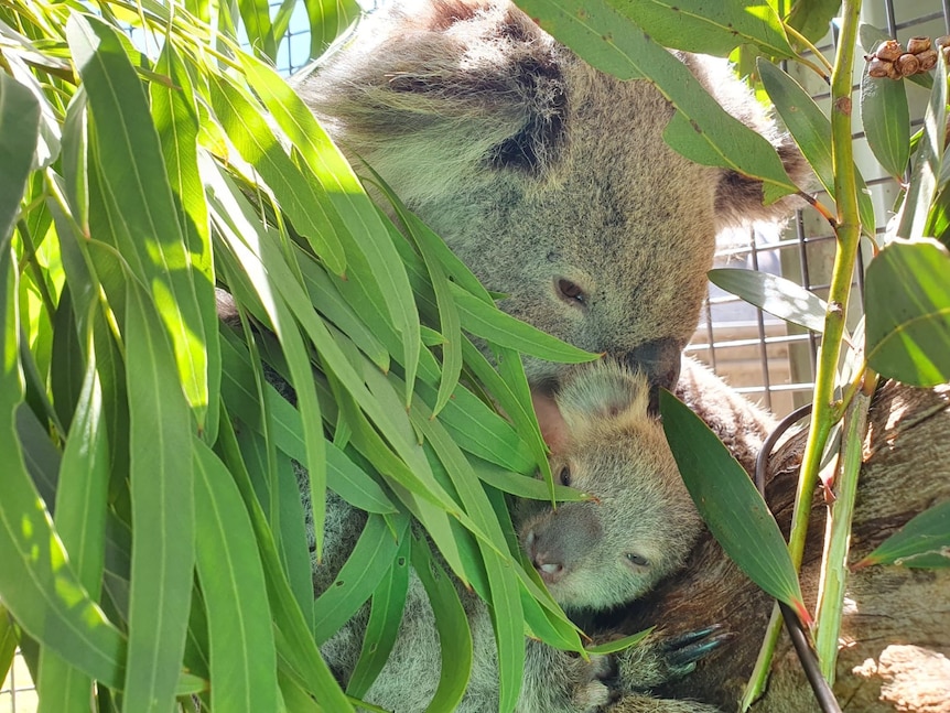 koala network koalas in enclosure