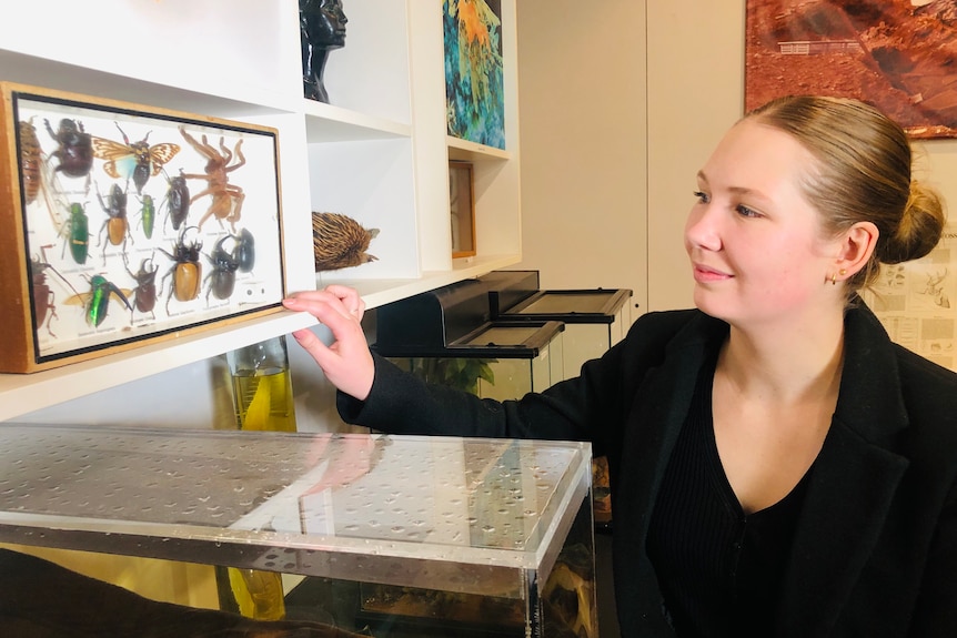 A young white woman looking at a series of taxidermy spiders and bugs