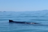 The very top/ back of a whale can be seen above the water of the ocean behind it islands sit in the distance.