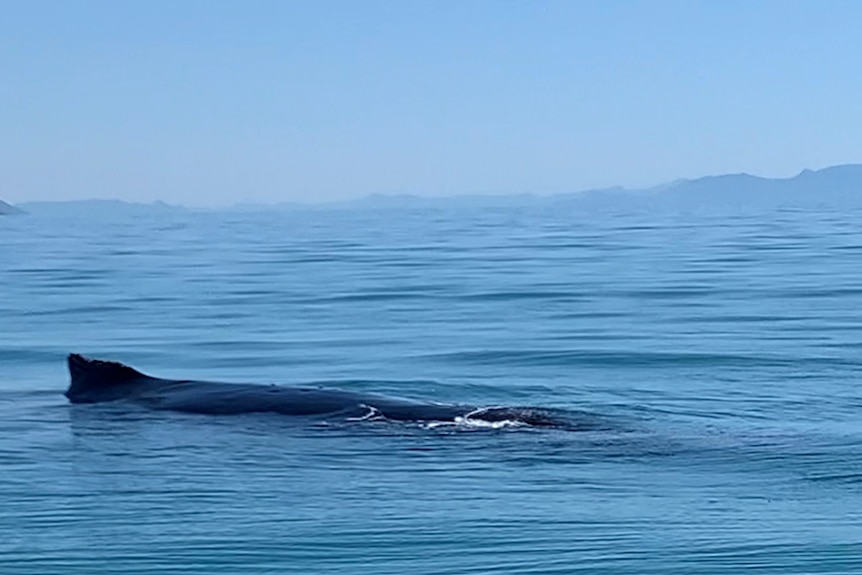 The very top/ back of a whale can be seen above the water of the ocean behind it islands sit in the distance.