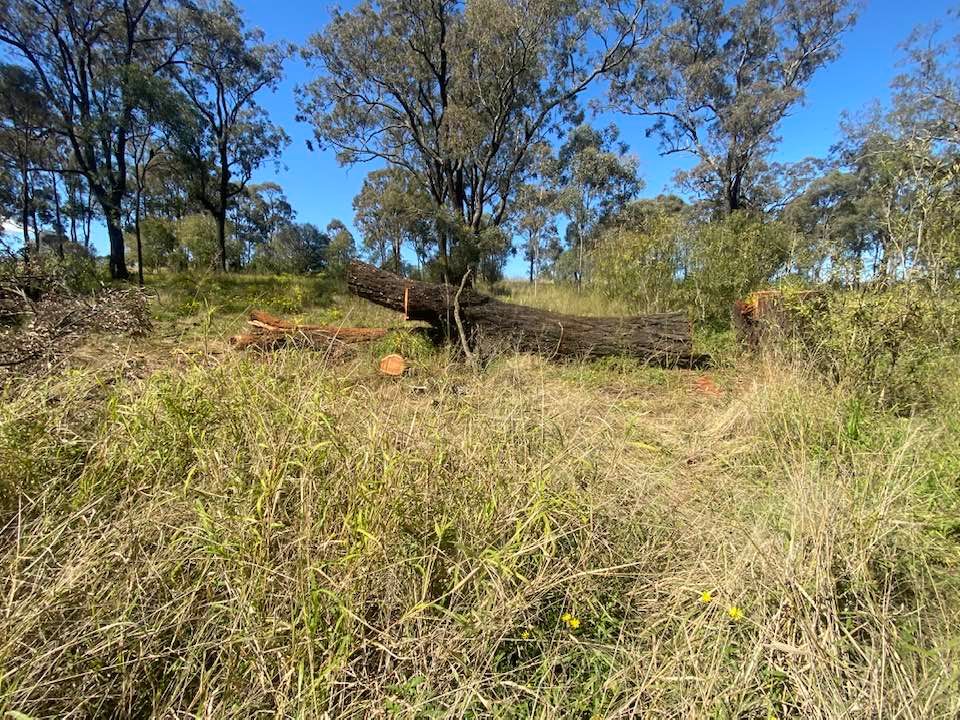 Wanaruah Aboriginal community speaks out after sacred 'Grandmother Tree