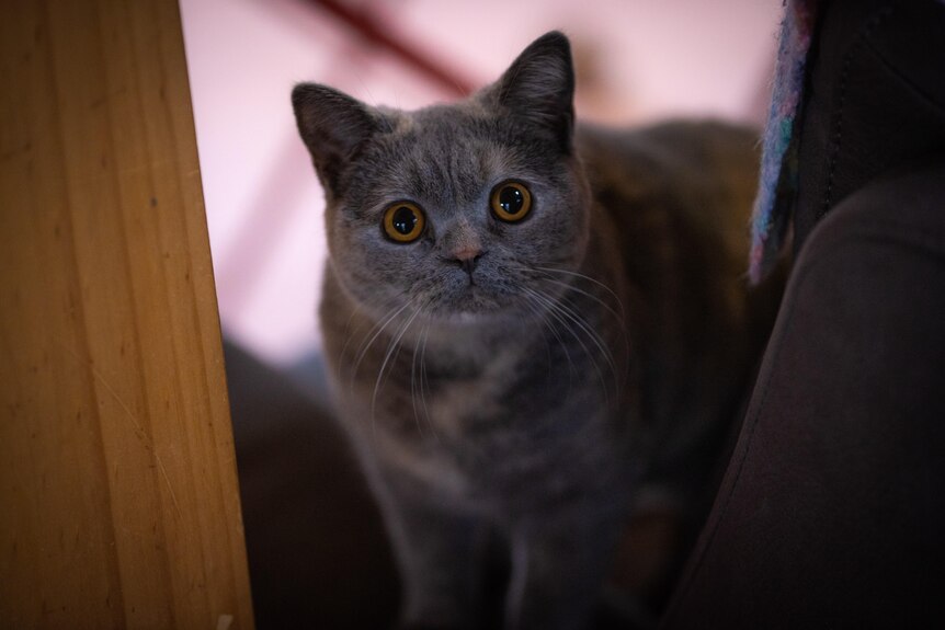 A British blue cat with orange eyes sits next to a table