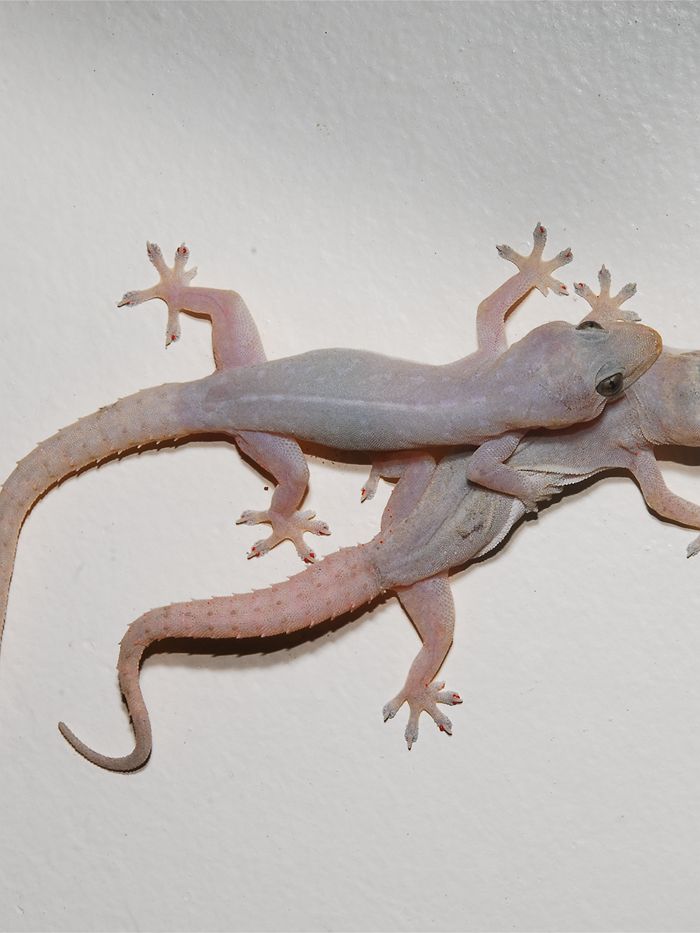 Asian house gecko fries nursing home's air-conditioning unit amid