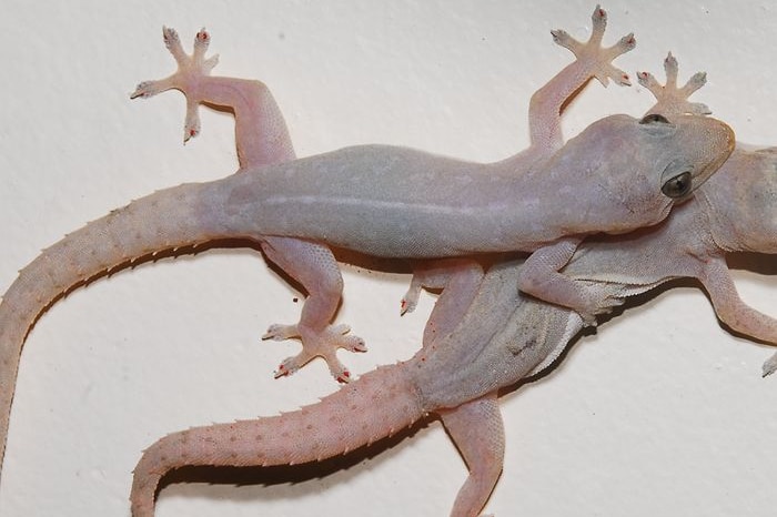 A pair of Asian house geckos