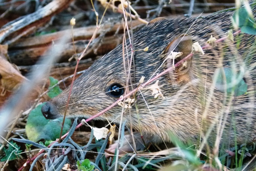 A golden bandicoot hides in grass in the WA goldfields