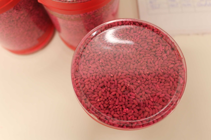 Fruit fly pupae died pink and stored in plastic cannisters.