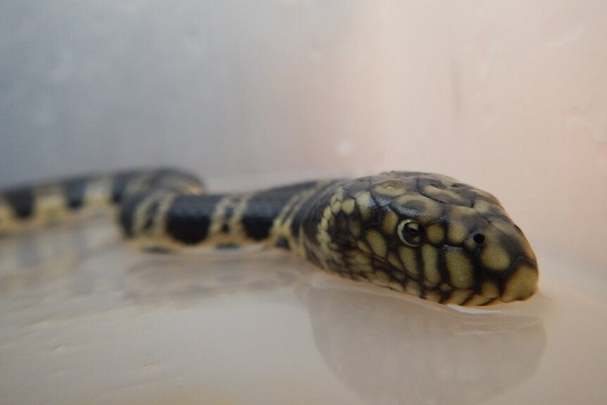 A sea snake captured in shark bay