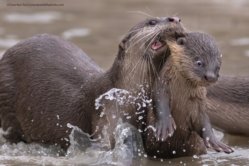 A young otter is dragged by its mother.