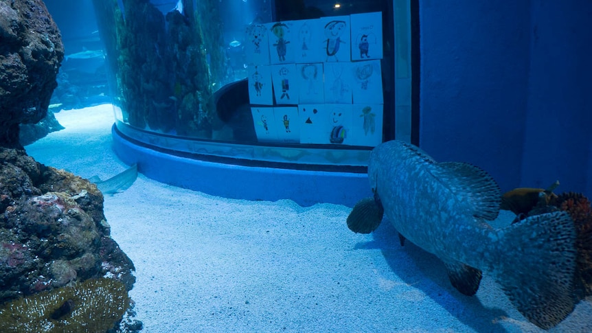 Fish in large tank looking at hand drawn pictures